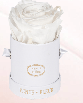 Screen Shot 2019-02-06 at 7.32.23 AM.png